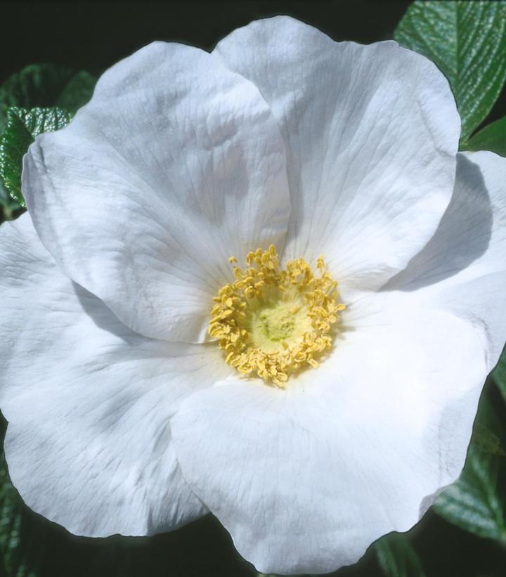 Ribbons of Roses™ Bundles of Bare Root Roses - Rosa rugosa 'Alba' - Pack of 10