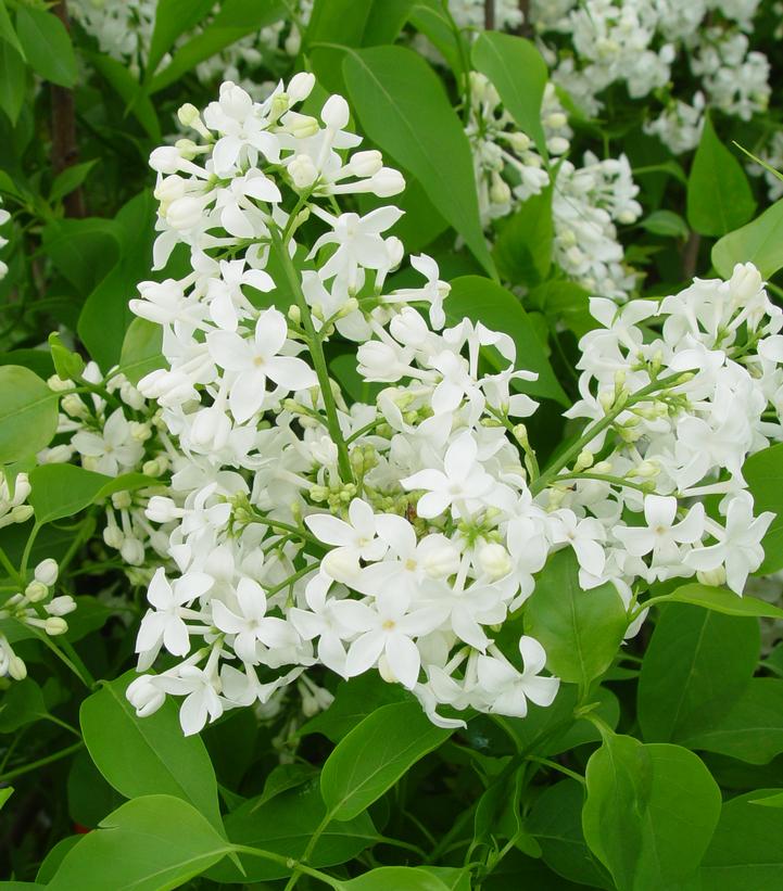 Mount Baker Bare Root Lilac Bush
