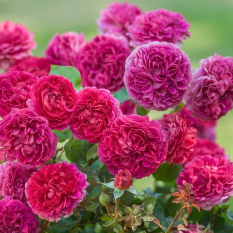 David Austin® Gabriel Oak Potted Rose Bush