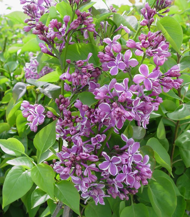 Sensation Bare Root Lilac Bush