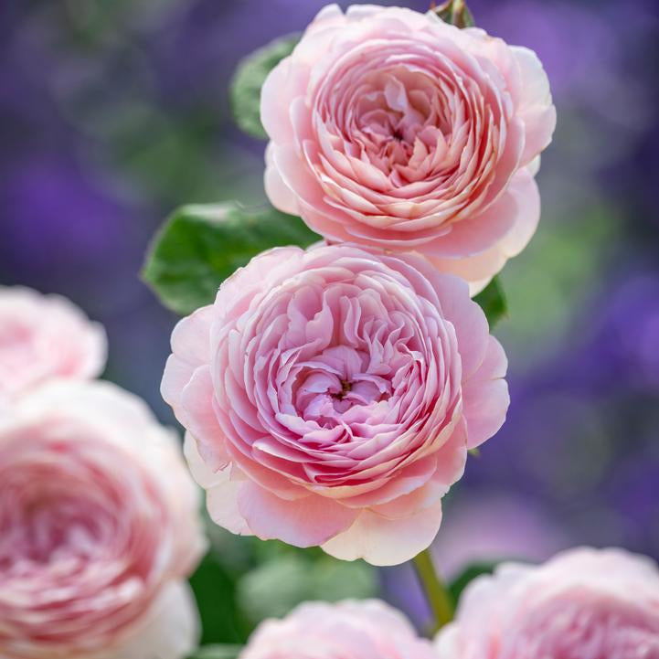 David Austin® Queen of Sweden® Potted Rose Bush