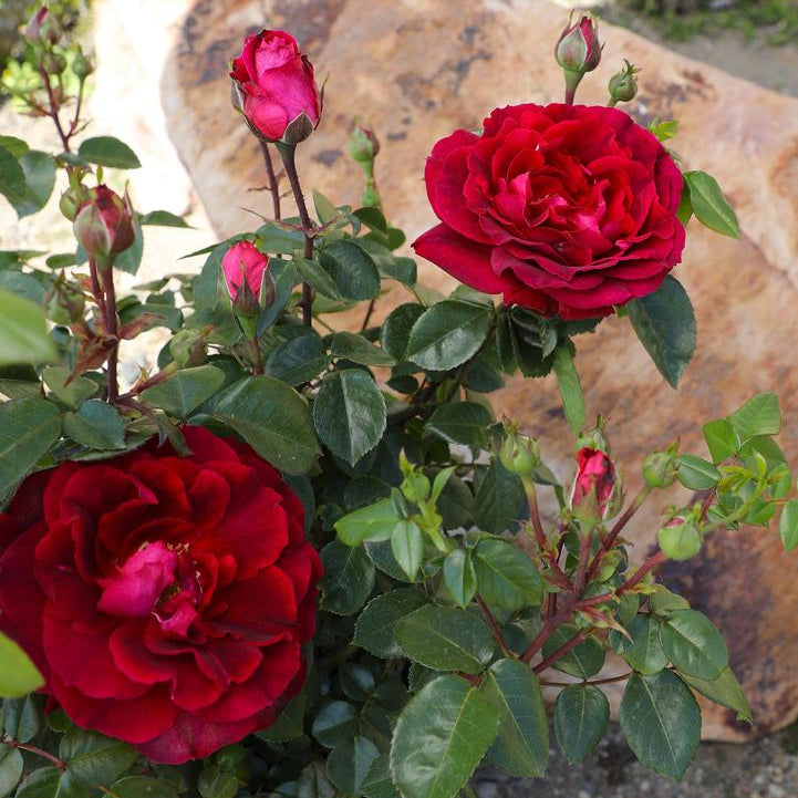 True Bloom Roses® True Spirit™ Bare Root Rose Bush