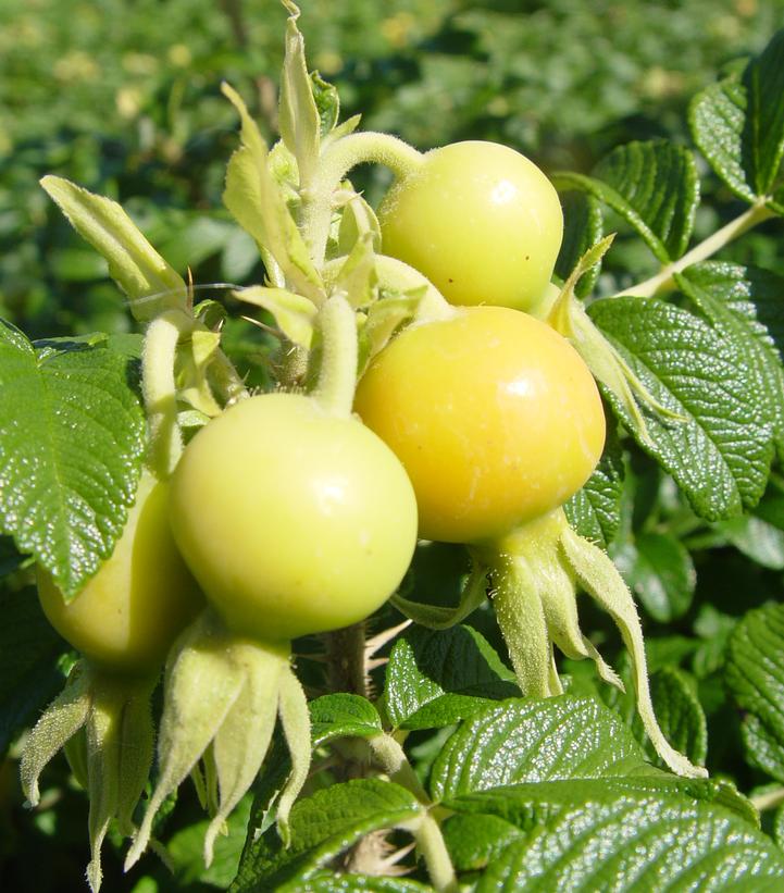 Ribbons of Roses™ Bundles of Bare Root Roses - Rugosa - Pack of 10