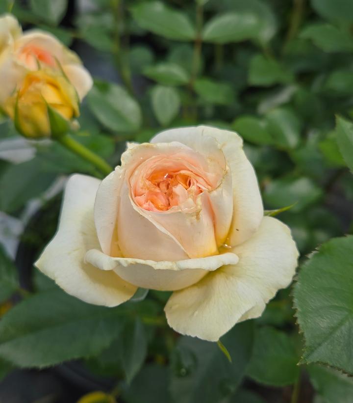 Fragrant Showpiece™ Champagne Bare Root Rose Bush