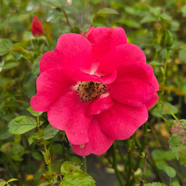 Flower Carpet® Pink Supreme Potted Rose Bush