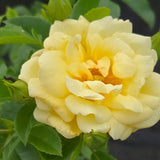 Flower Carpet® Yellow Potted Rose Bush