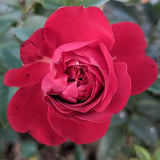True Bloom® True Love™ Potted Rose Bush