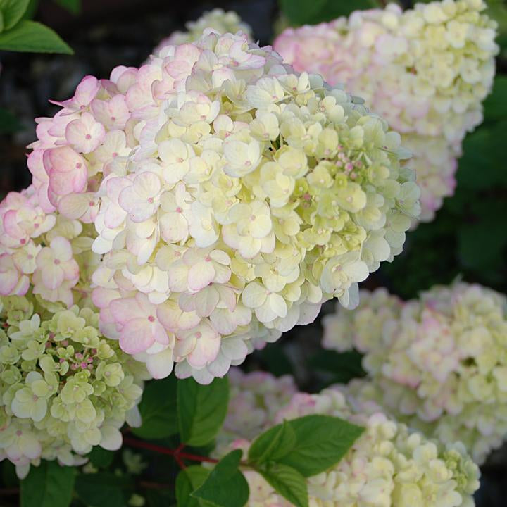 First Editions® Strawberry Sundae® Panicle Hydrangea Bare Root Hydrangea Bush
