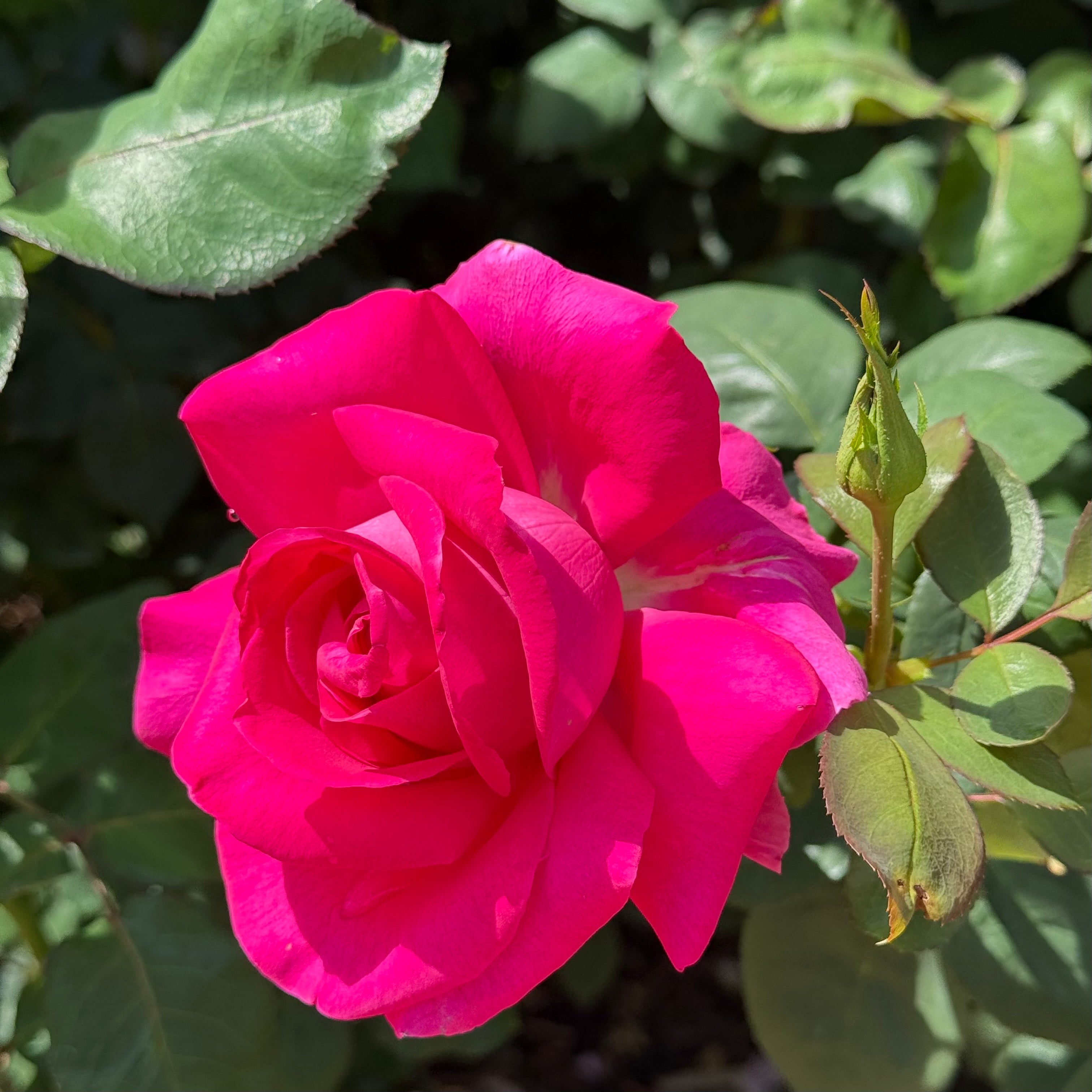 All My Loving™ Potted Rose Bush