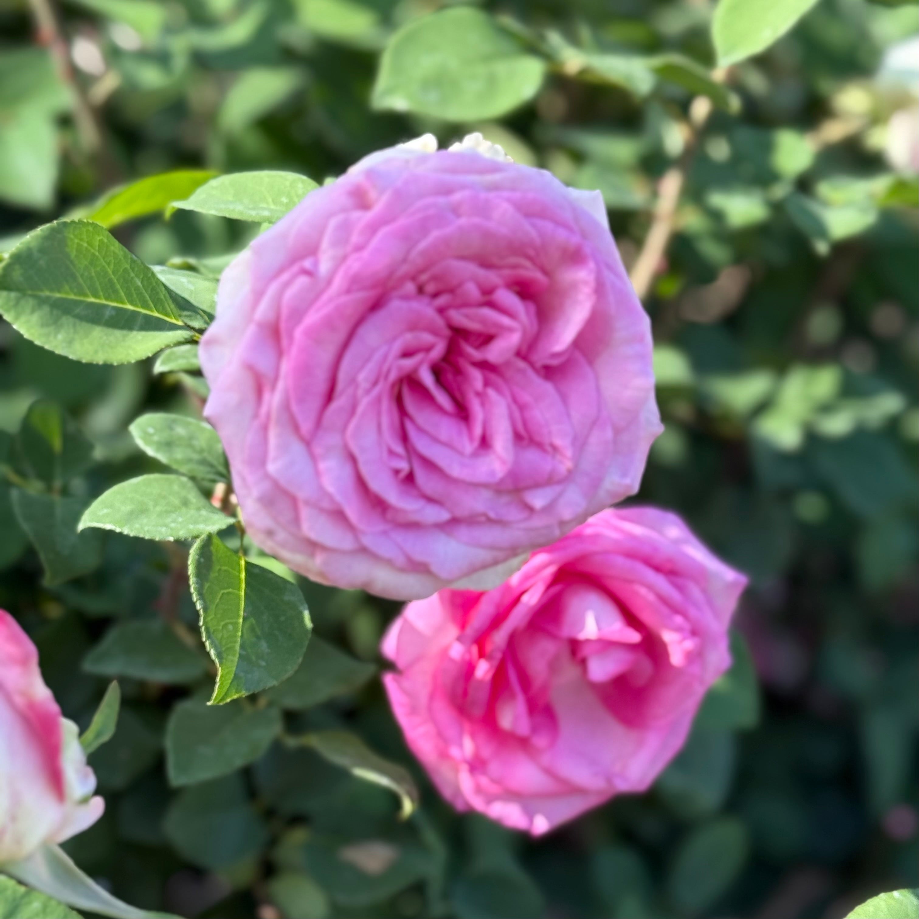 Eleganza® Beverly™ Potted Rose Bush