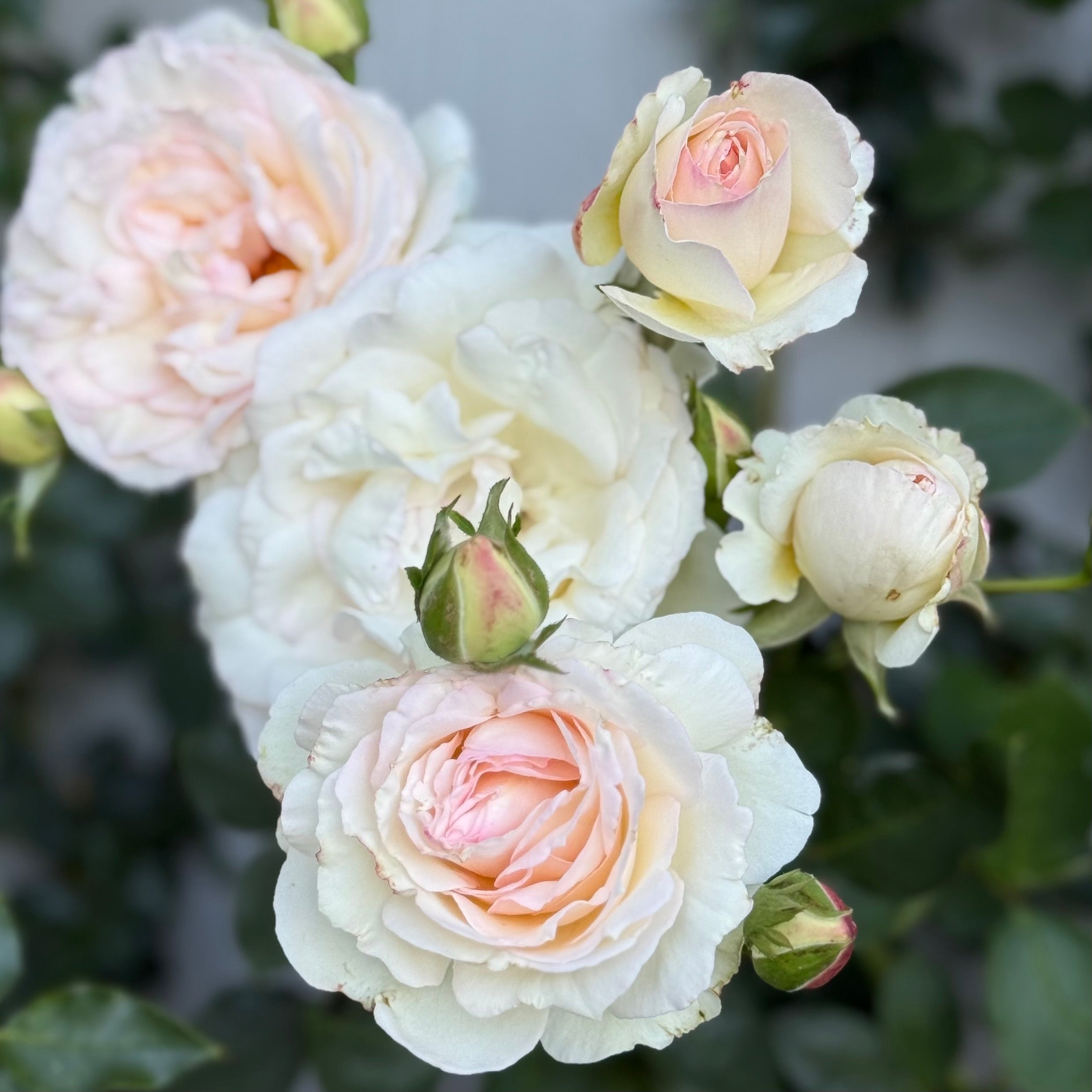Eden Climber® White Potted Climbing Rose