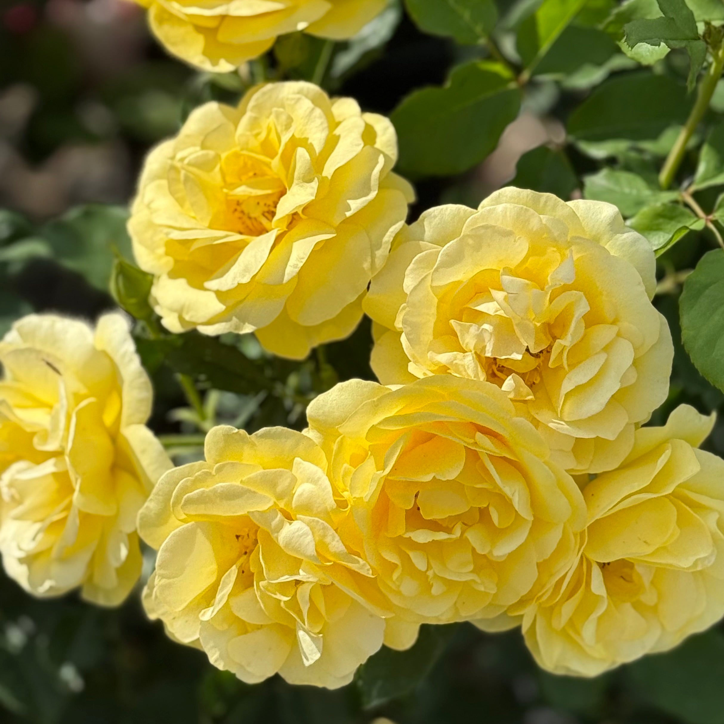 Sol Desire™ Potted Rose Bush