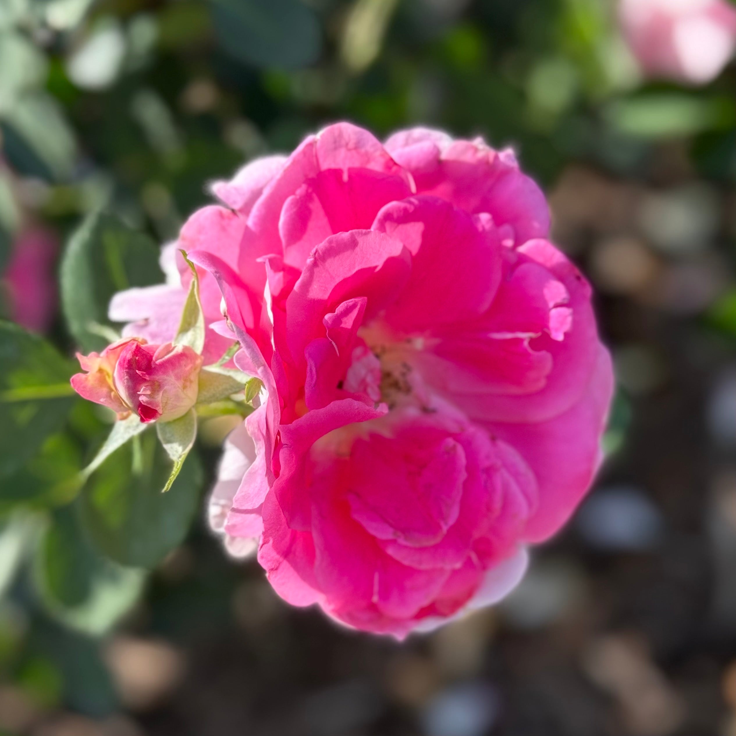 Brilliant Pink Iceberg Potted Rose Bush