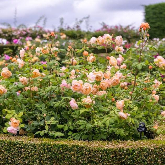David Austin® Roald Dahl® Potted Rose Bush