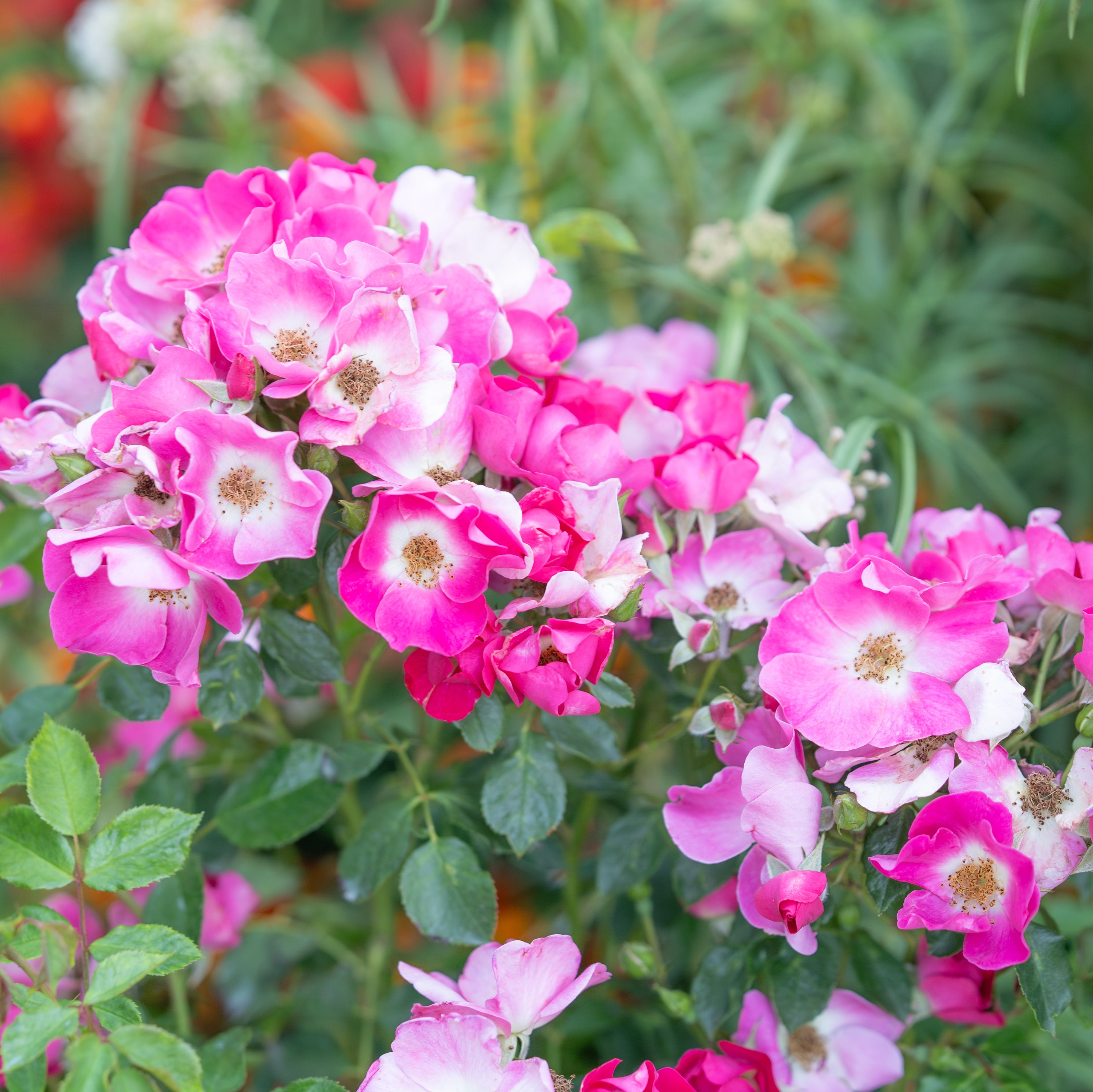 Friendly® Purple Potted Rose Bush
