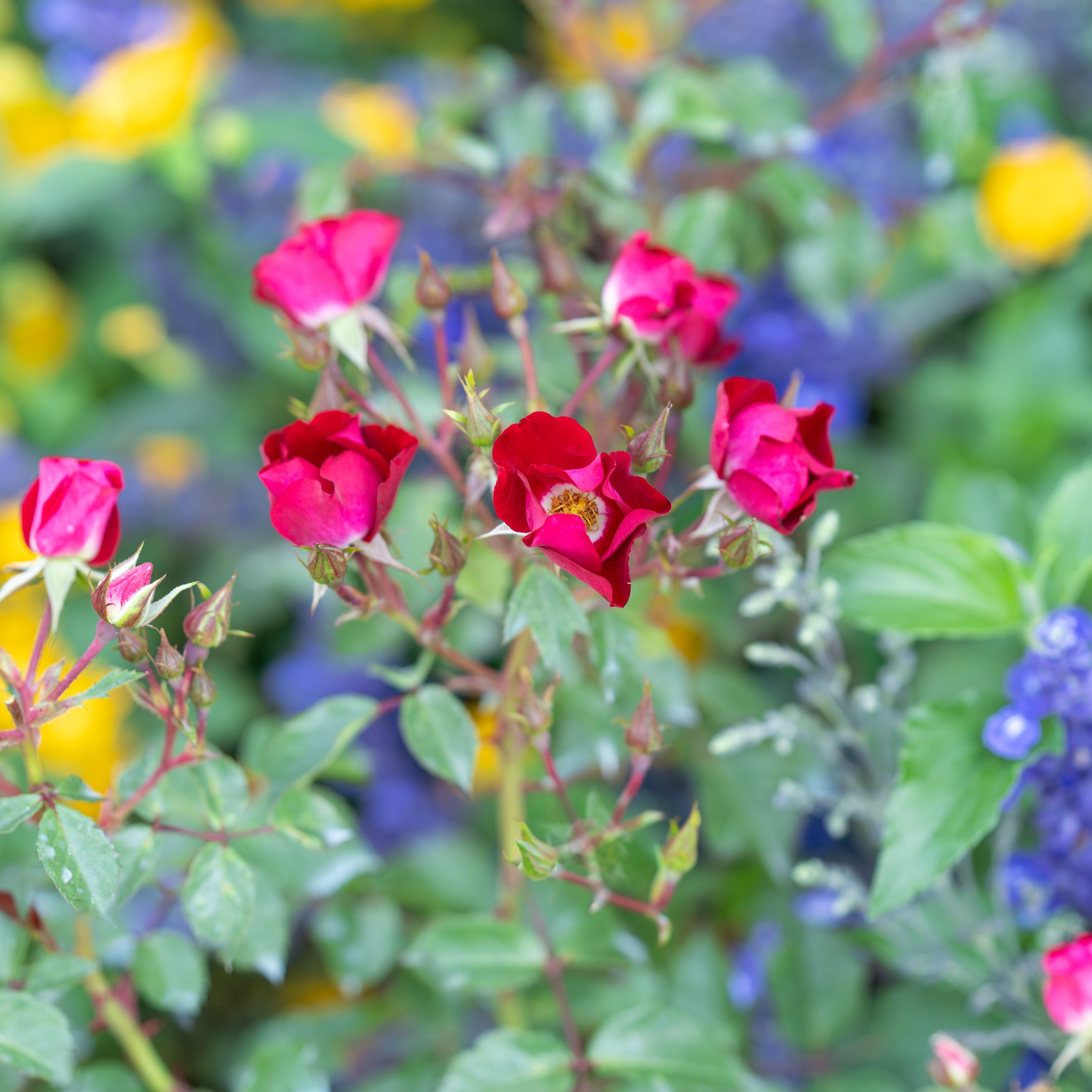 Friendly® Red Potted Rose Bush
