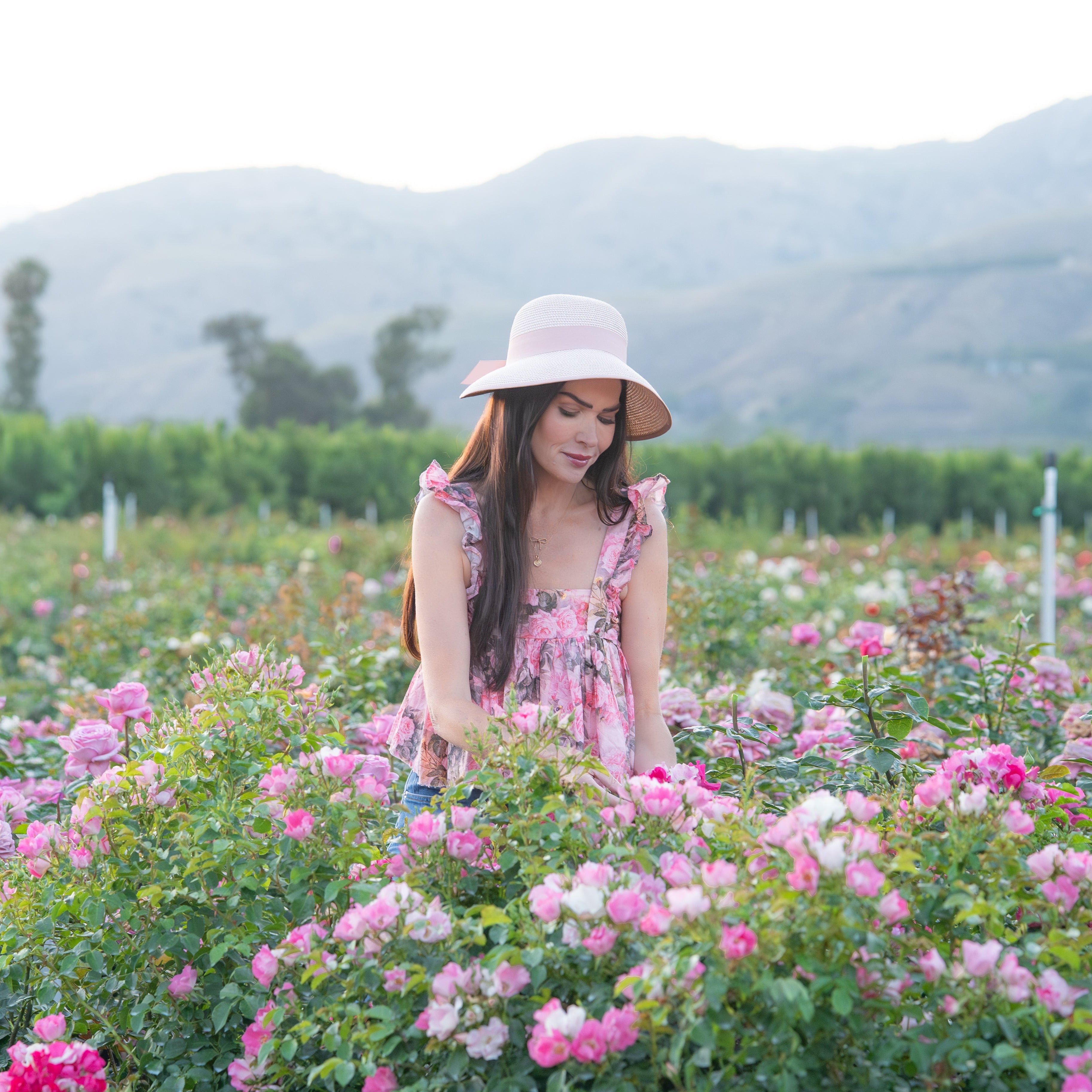 Friendly® Pink Potted Rose Bush