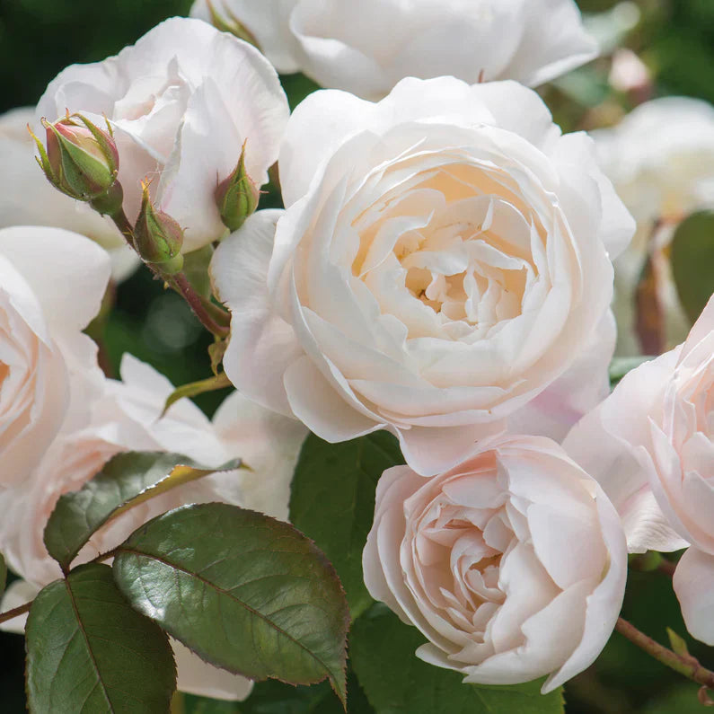 David Austin® Desdemona™ Potted Rose Rose