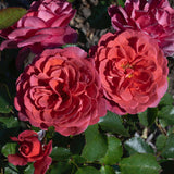Close-up of pink and red roses with green leaves