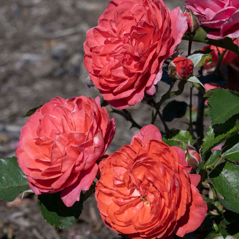 Desert Sky™ Bare Root Rose Bush