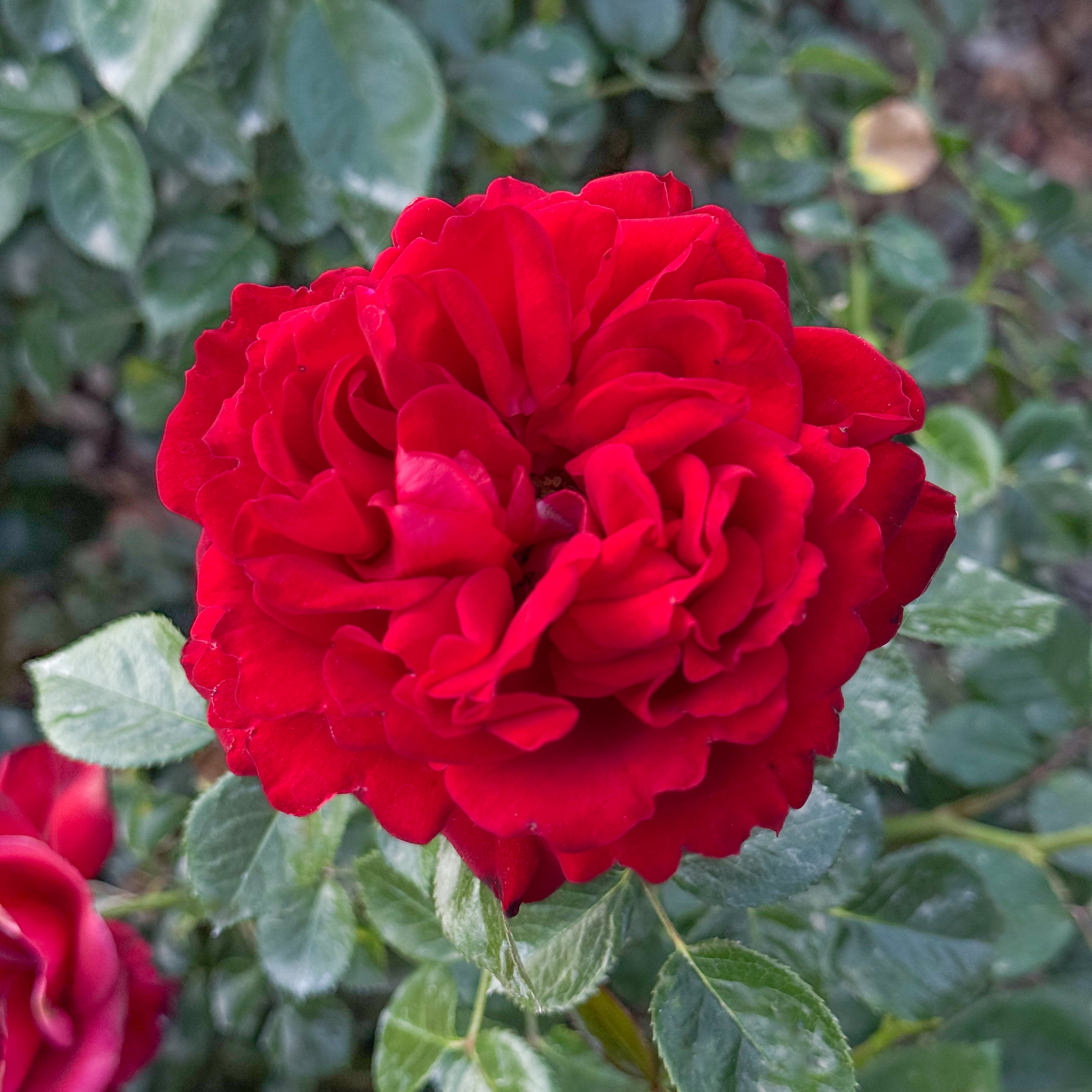 Sunbelt® Desmond Tutu™ Rose Bush