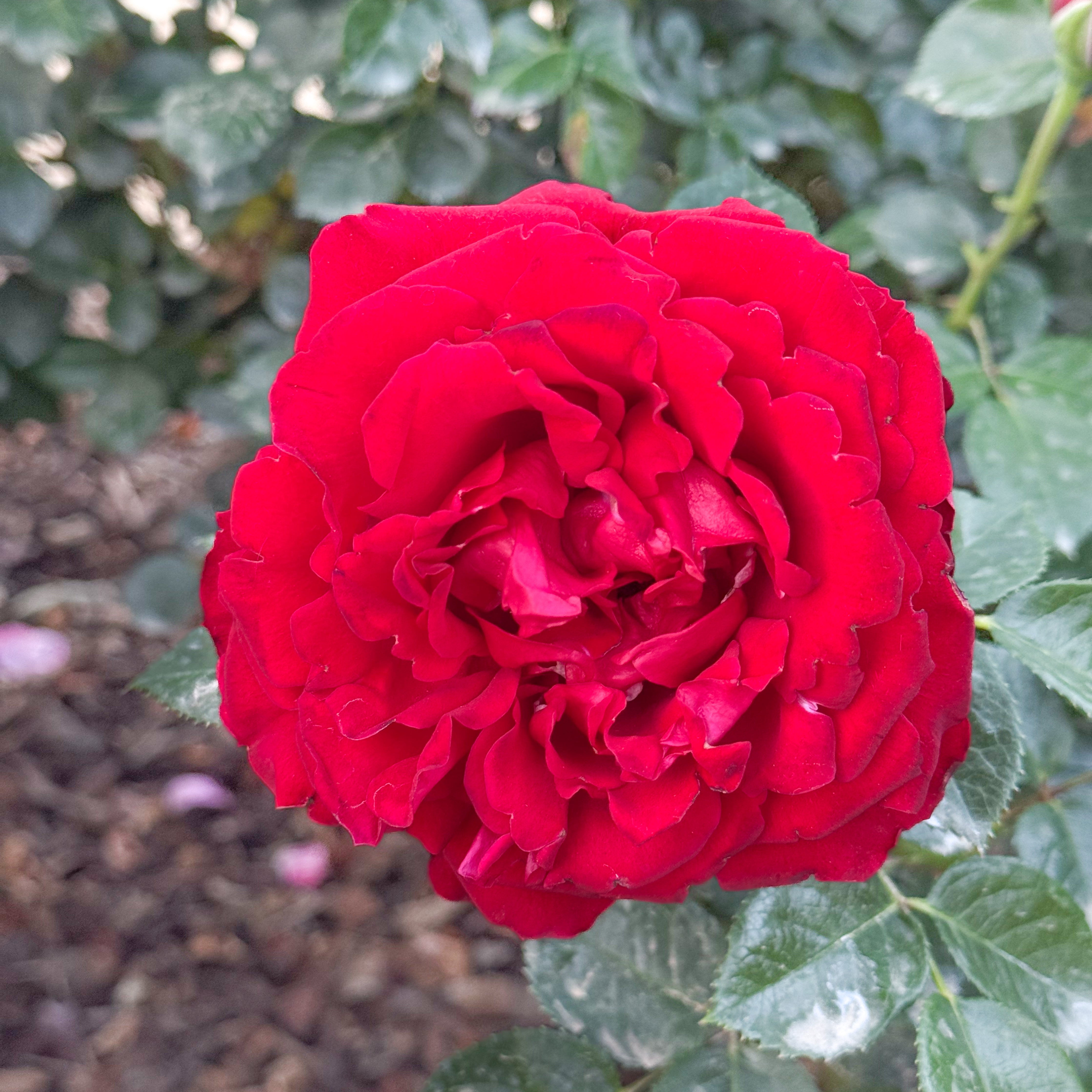 Sunbelt® Desmond Tutu™ Bare Root Rose Bush