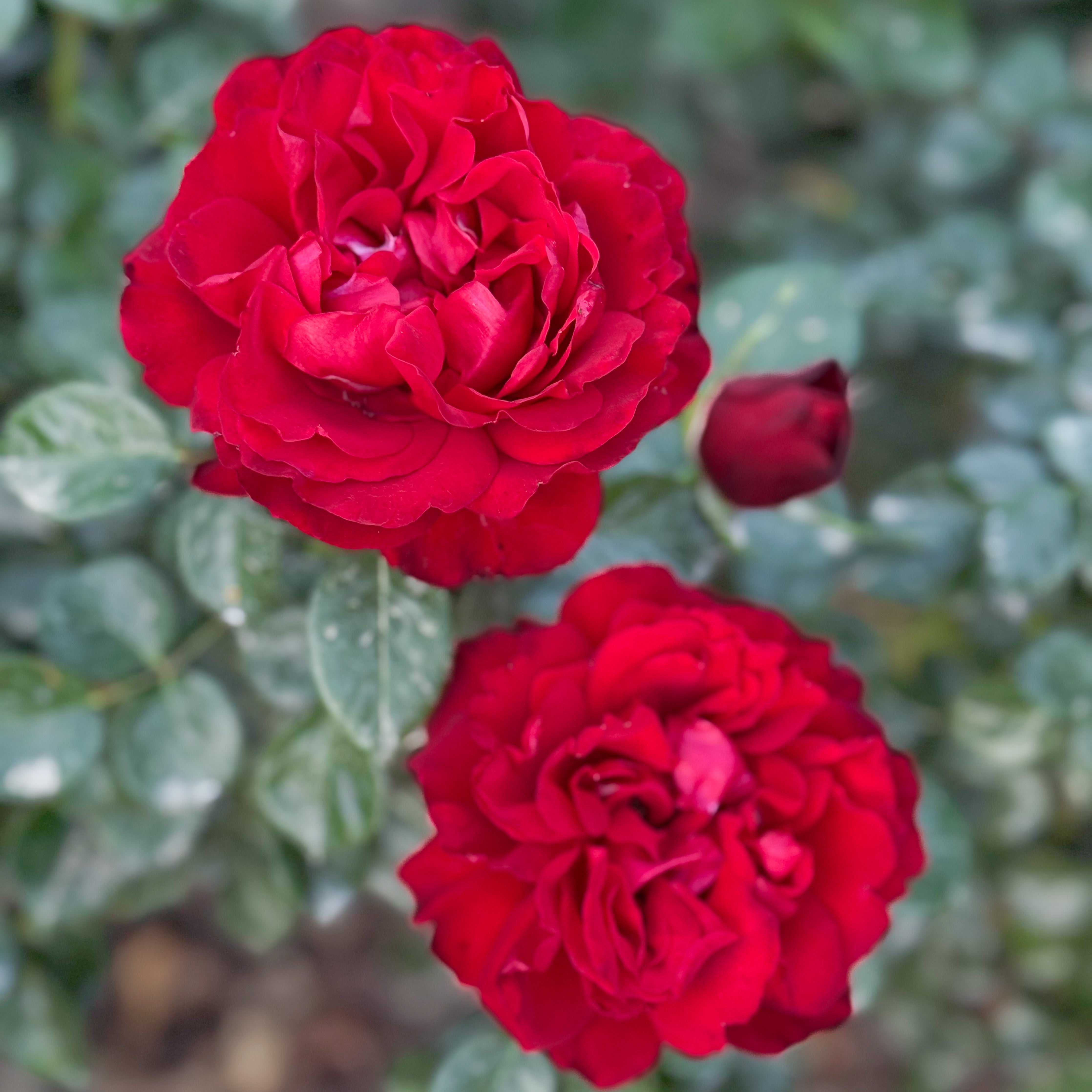 Sunbelt® Desmond Tutu™ Rose Bush