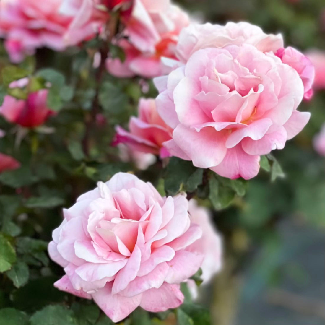 The Gentleman in Stone® Garden Color Stories™ Bundle of 3 Bare Root Roses