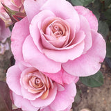 Distant Drums Potted Rose Bush