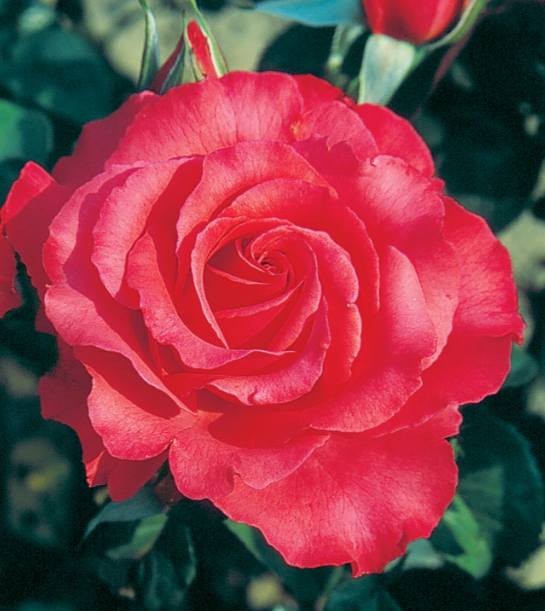 Dizzy Heights™ Bare Root Climbing Rose