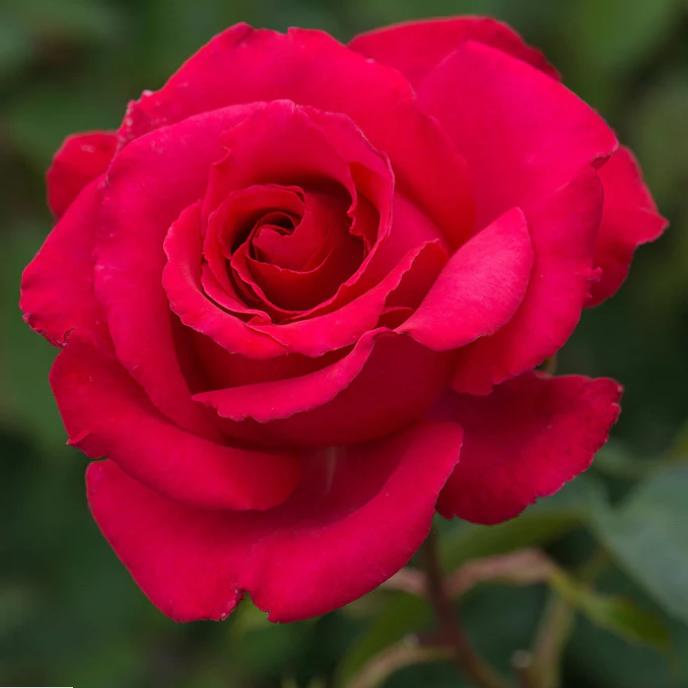 Dizzy Heights™ Bare Root Climbing Rose