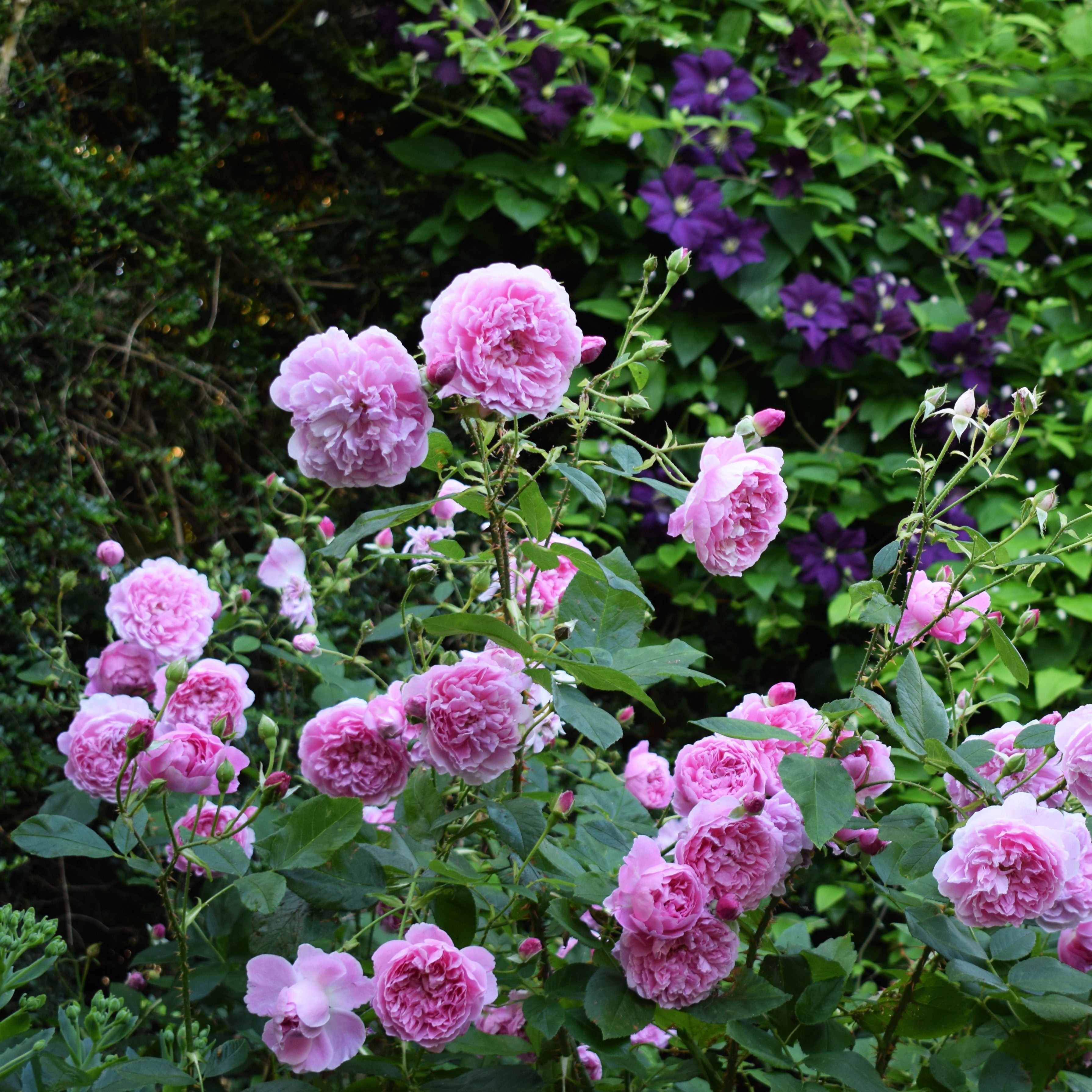 David Austin® Harlow Carr® Potted Rose Bush