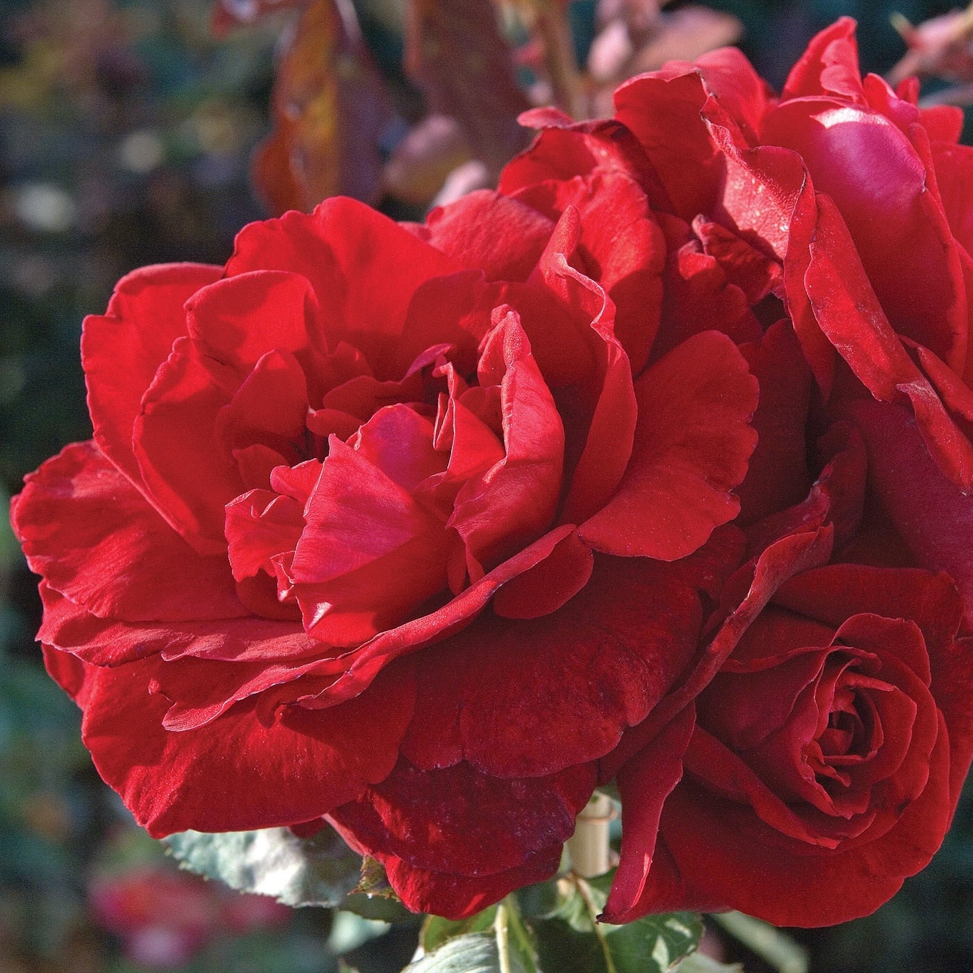 Don Juan™ Bare Root Climbing Rose