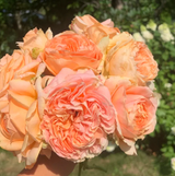 Double Ambre Bare Root Rose Bush