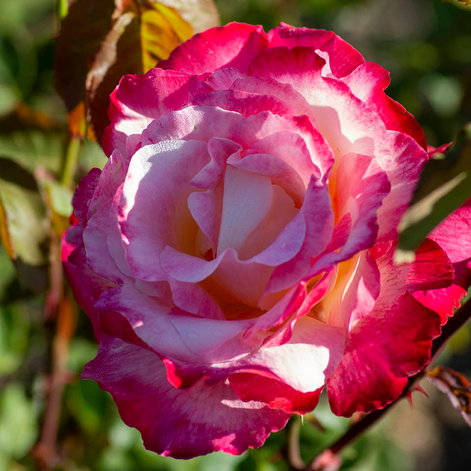 Double Delight™ Potted Tree Rose