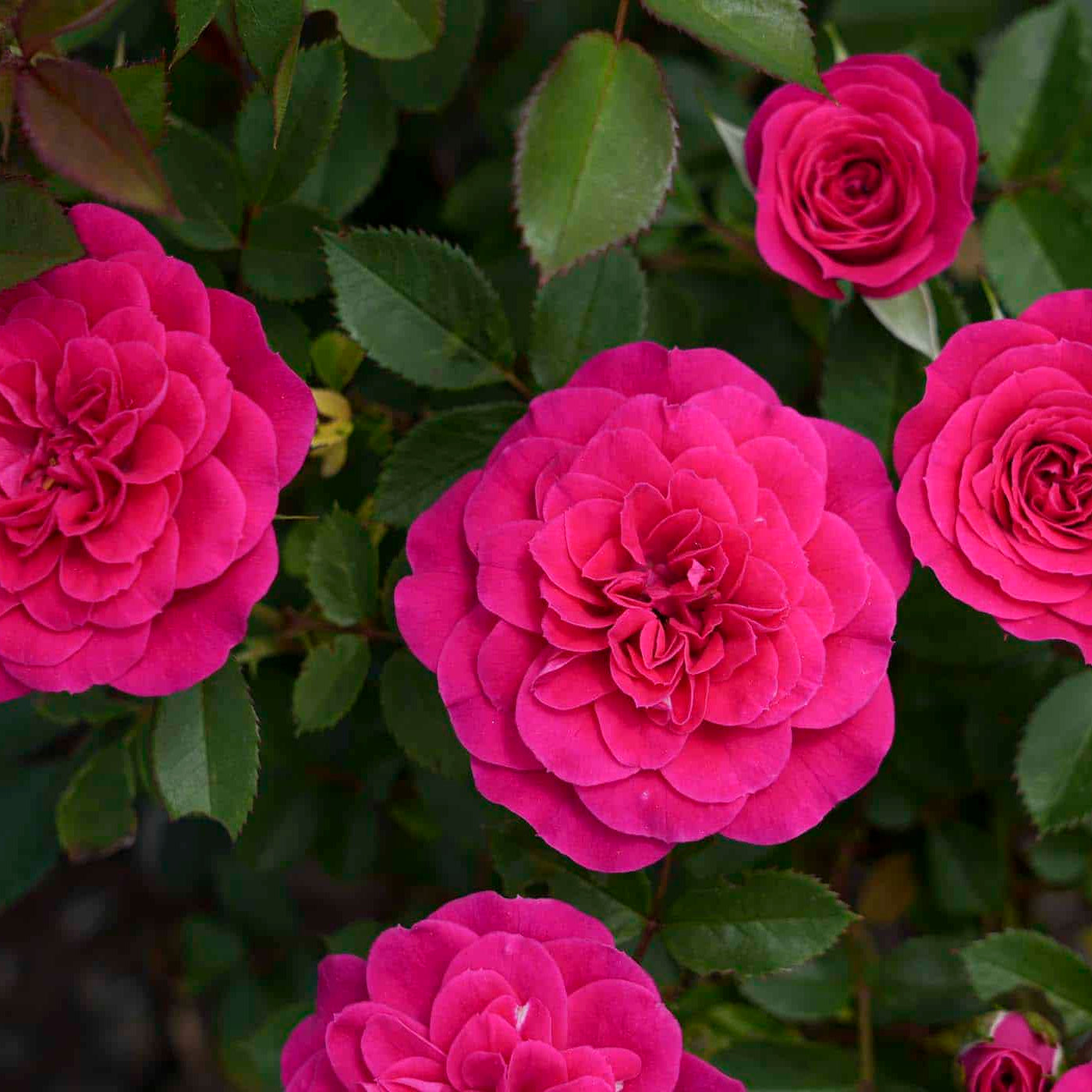 Sunblaze® Dragon Fruit Potted Rose Bush