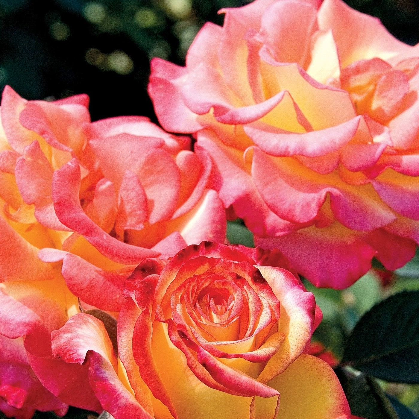 Dream Come True™ Potted Rose Bush