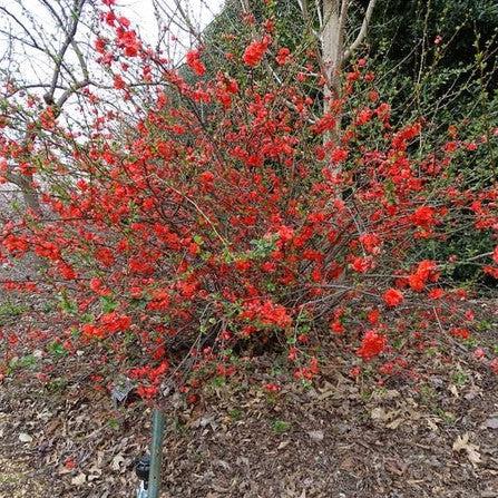 Chaenomeles speciosa 'Orange Storm' USPP 20,950 - PW® Double Take™ Orange Flowering Quince