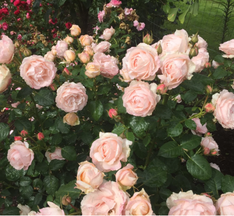 Dylan Rose Bare Root Rose Bush