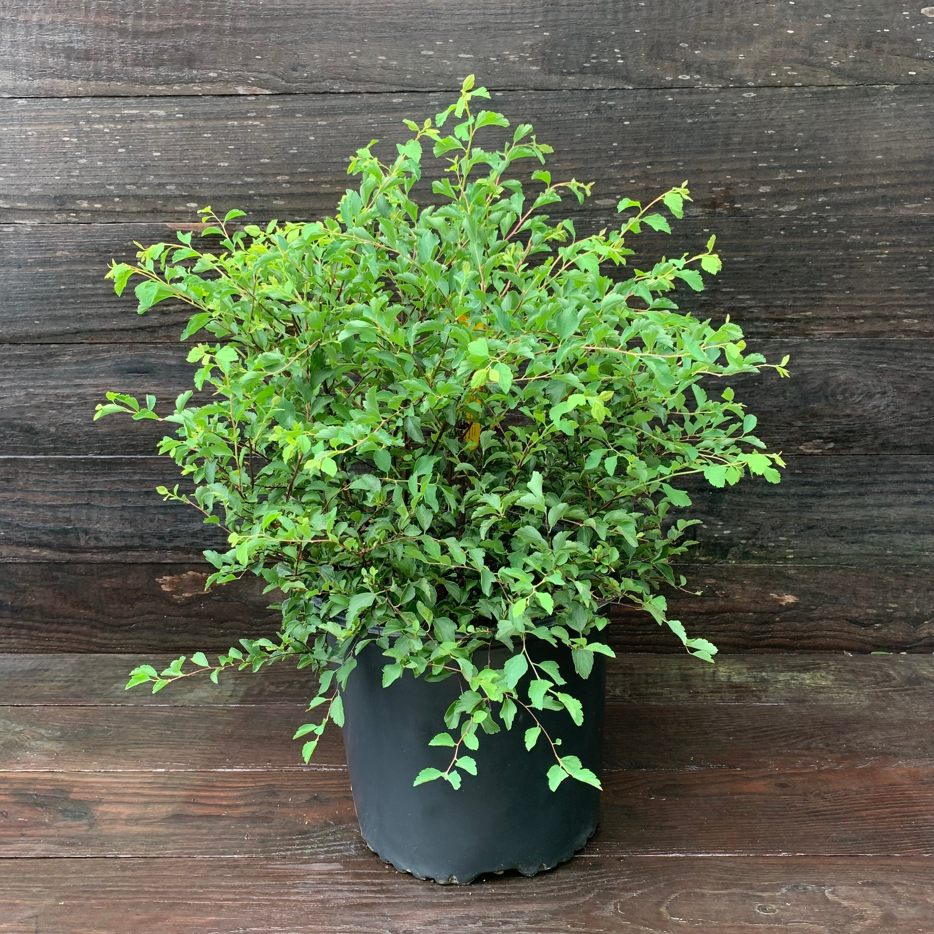 Bridal Wreath Spiraea 'Renaissance' Potted Bridal Wreath Spirea Bush
