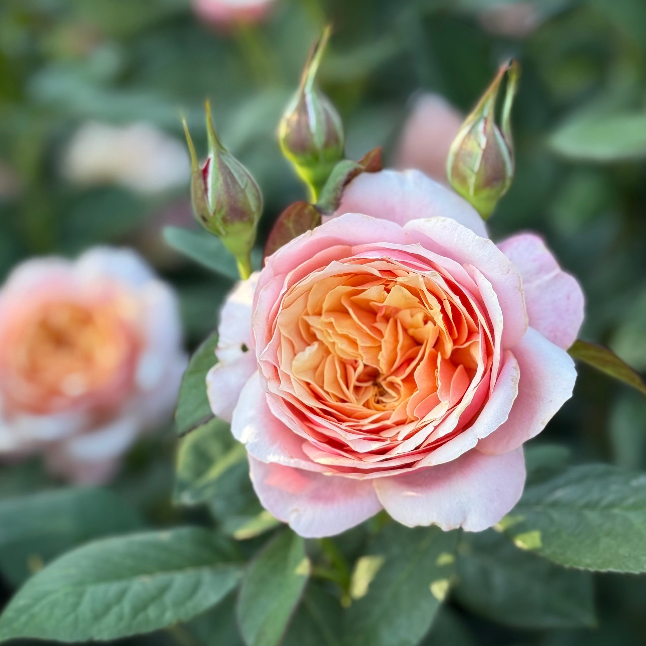 State of Grace ™ Potted Rose Bush