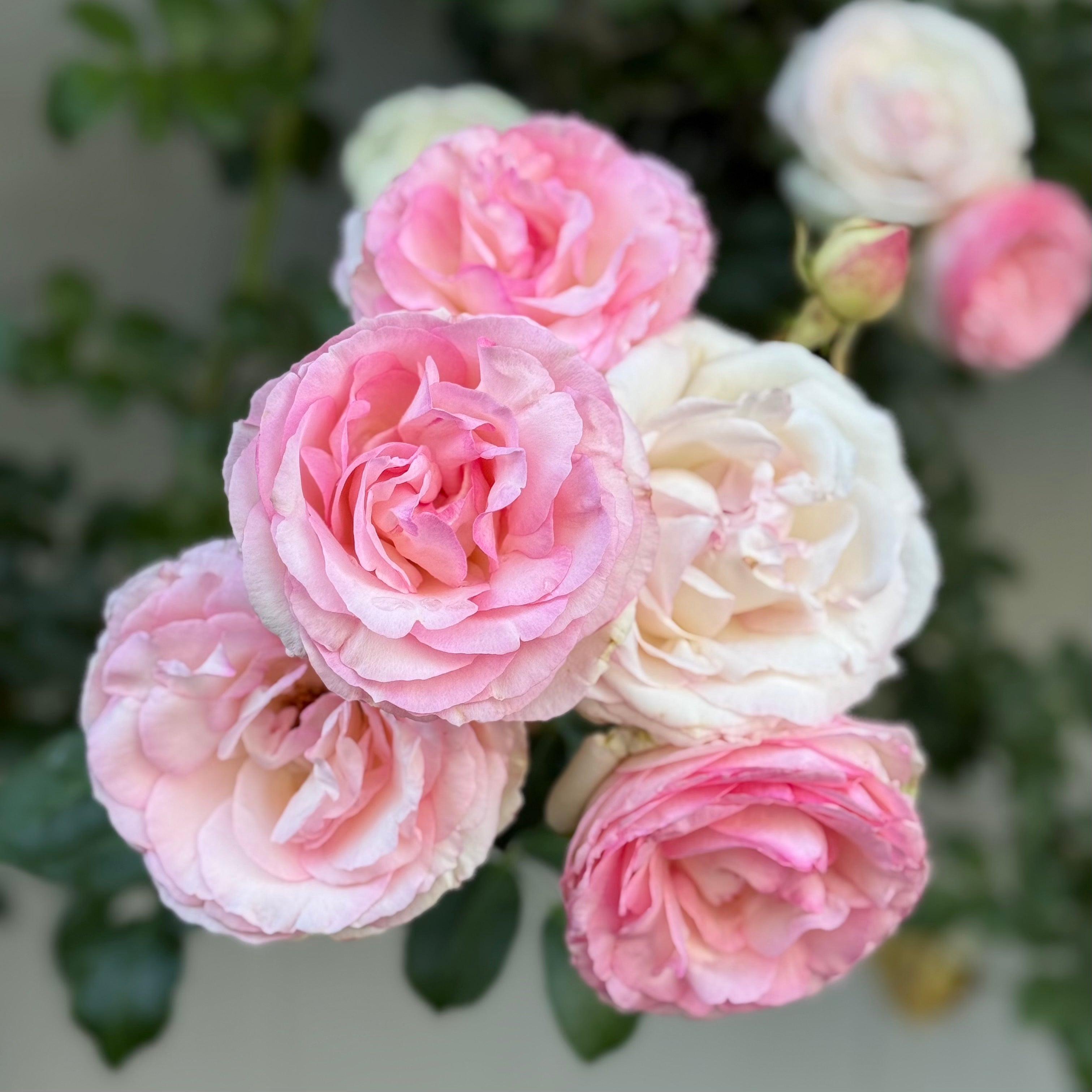 Eden Climber® Potted Climbing Rose