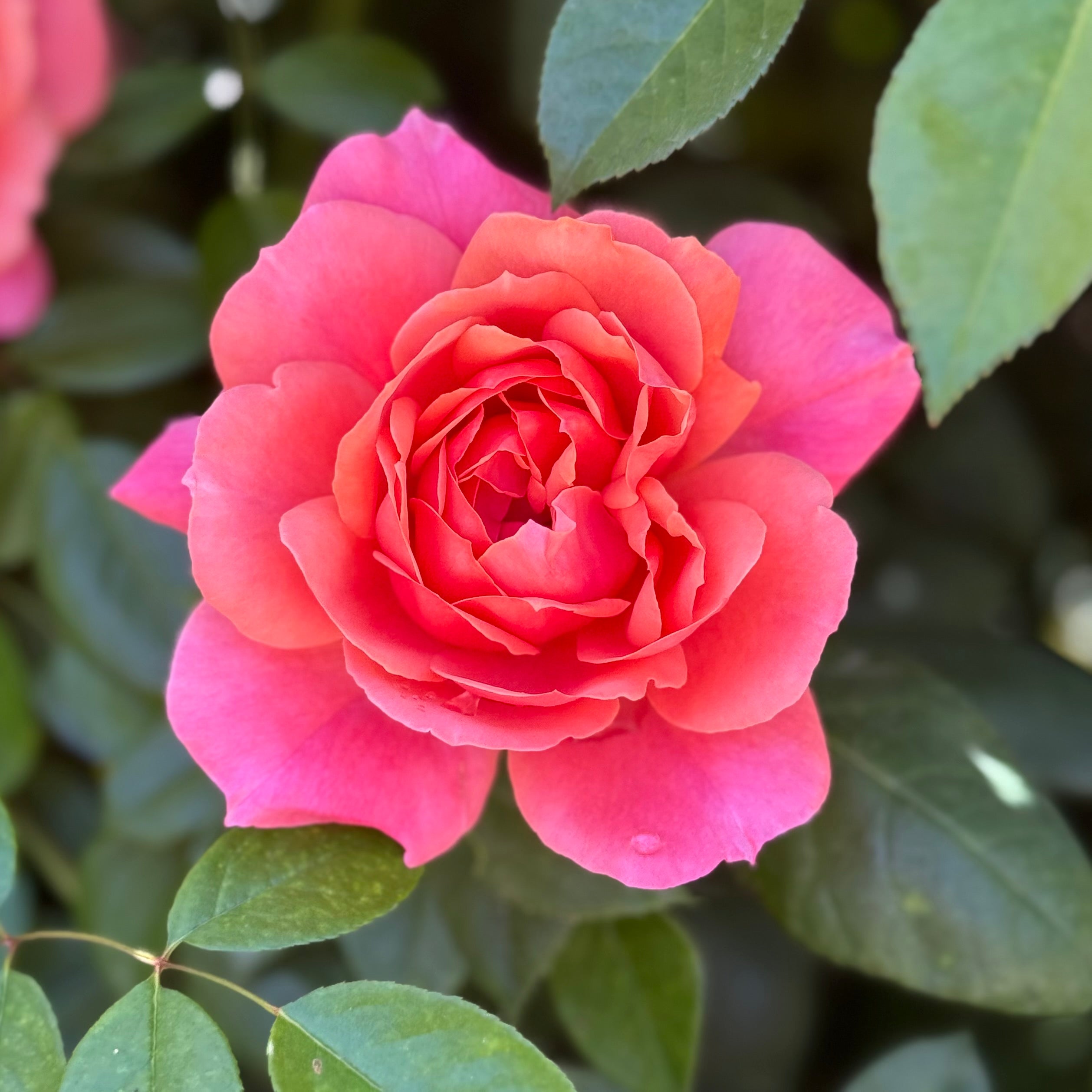 Uptown Girl® Potted Tree Rose