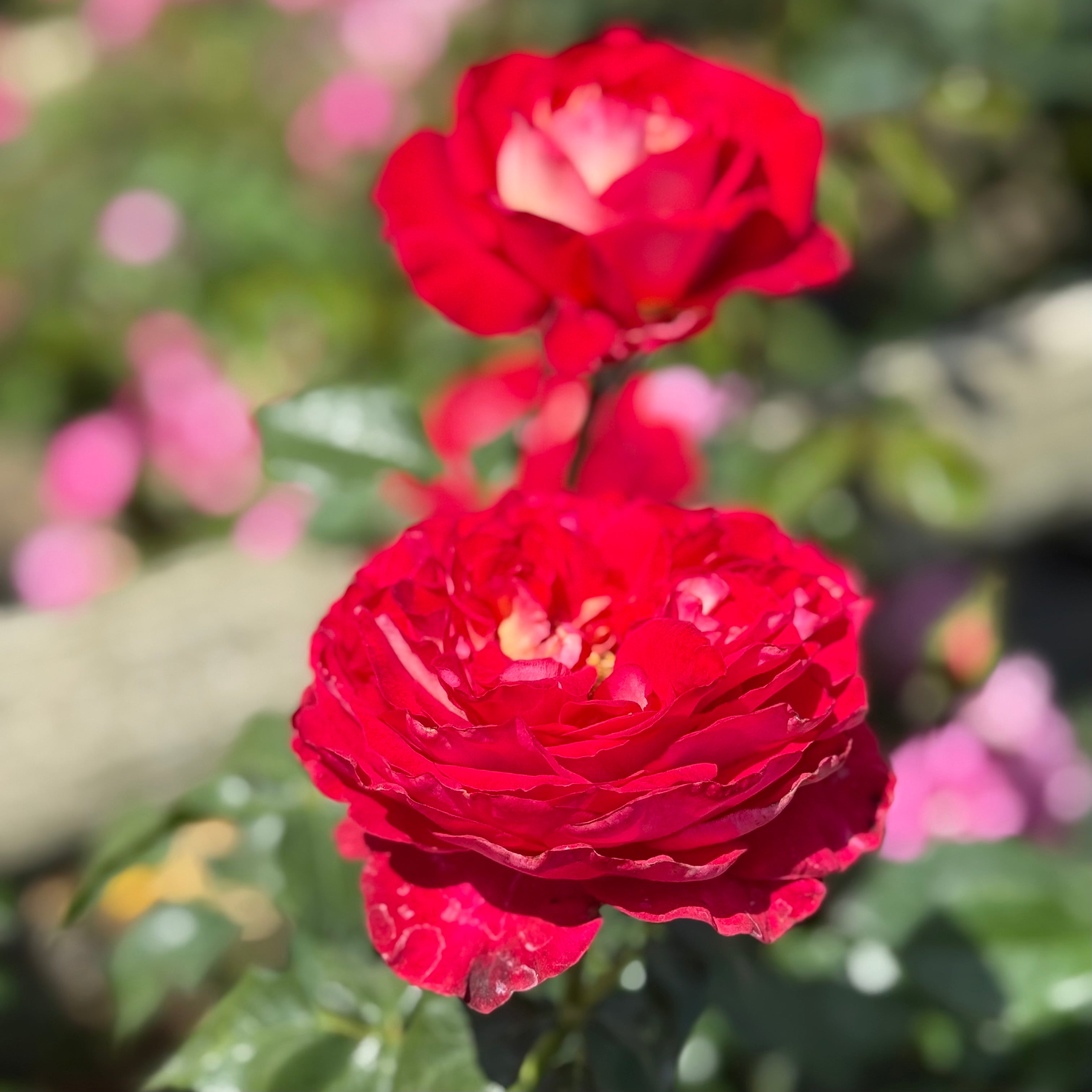 Gypsy Carnival ™ Potted Rose Bush