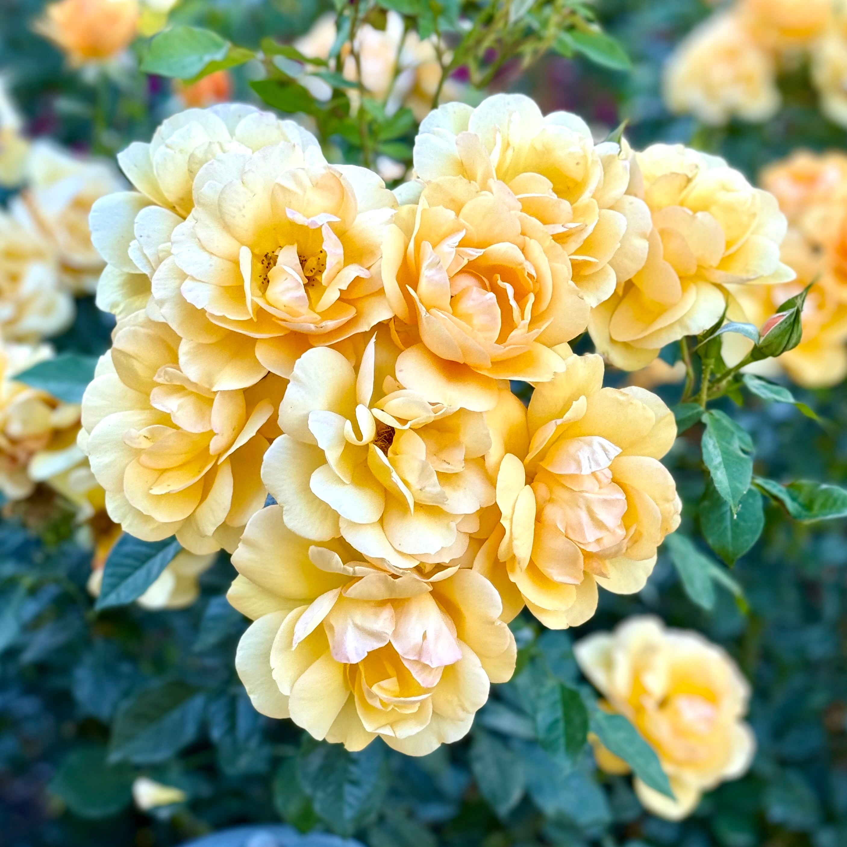 Sunbelt® South Africa® Potted Rose Bush