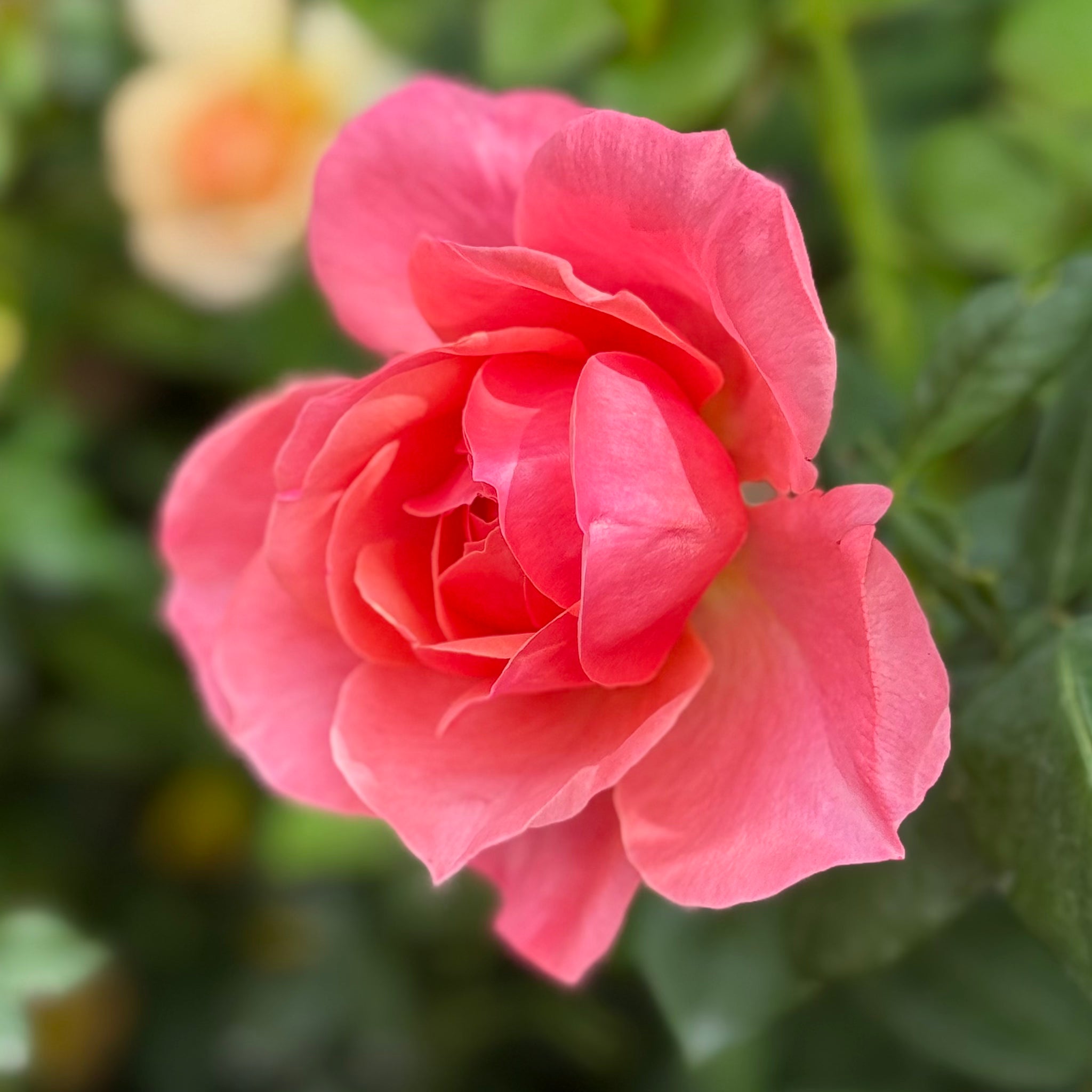 Uptown Girl® Potted Tree Rose