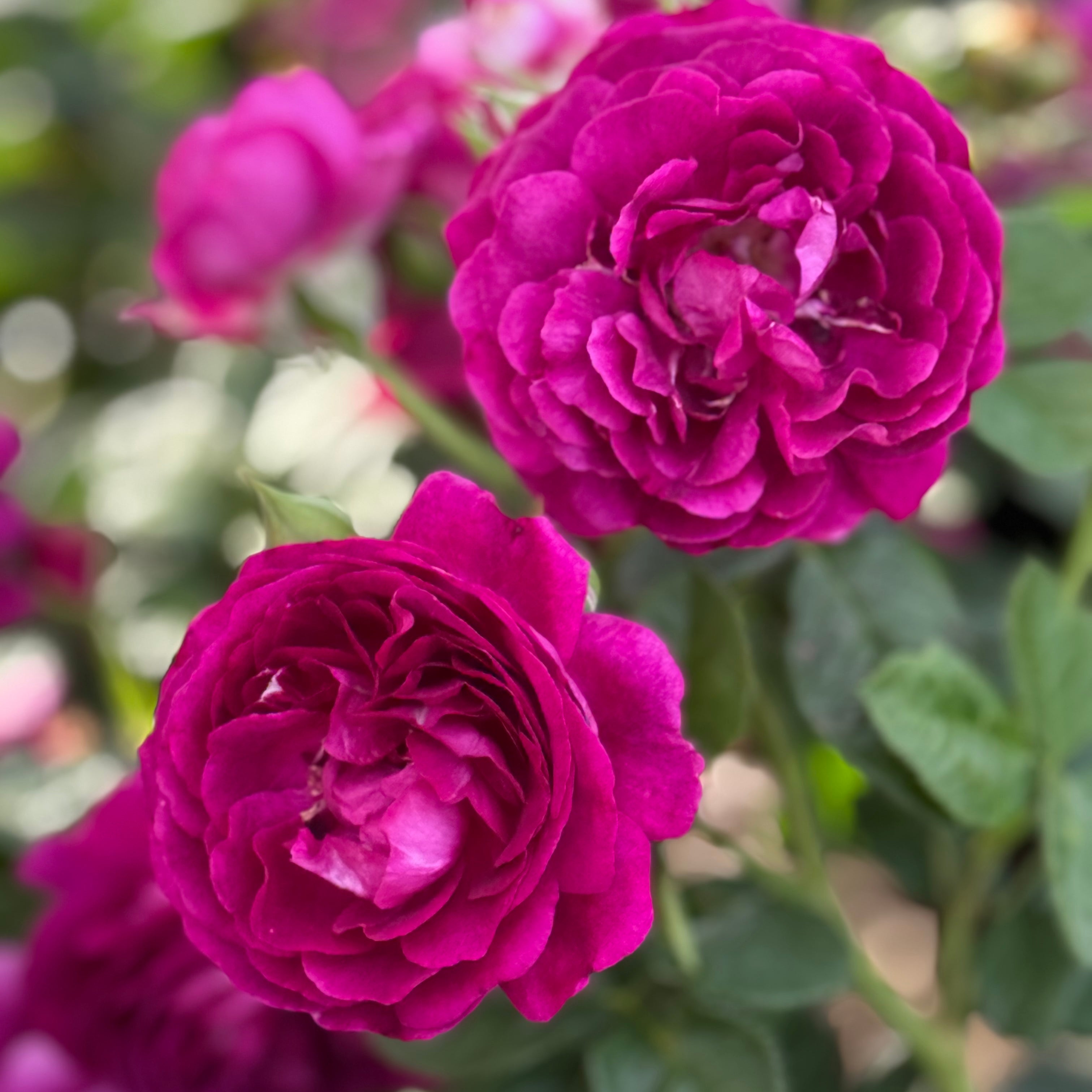 Twilight Zone™ Bare Root Rose Bush