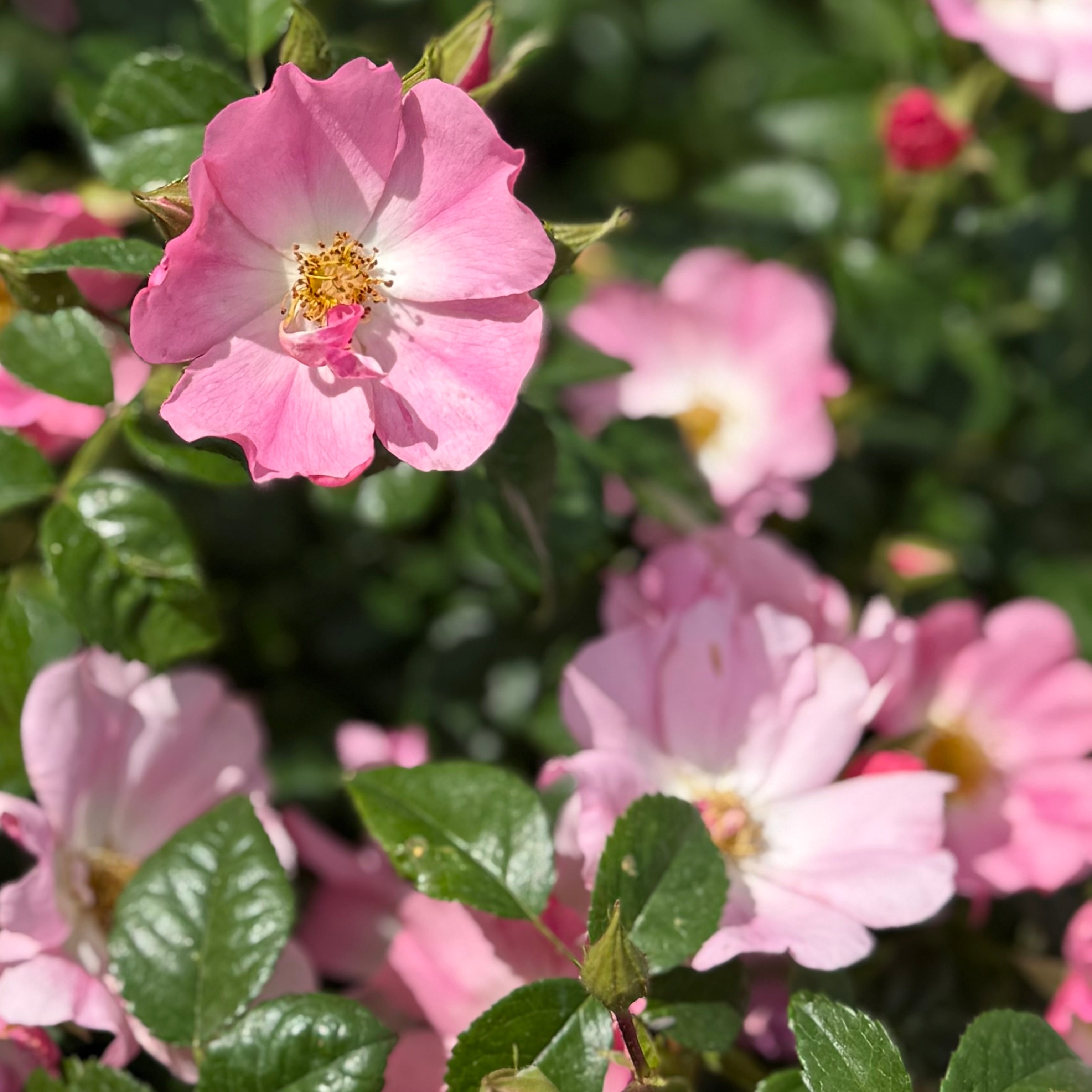 Forever & Ever® Pink Potted Rose Bush