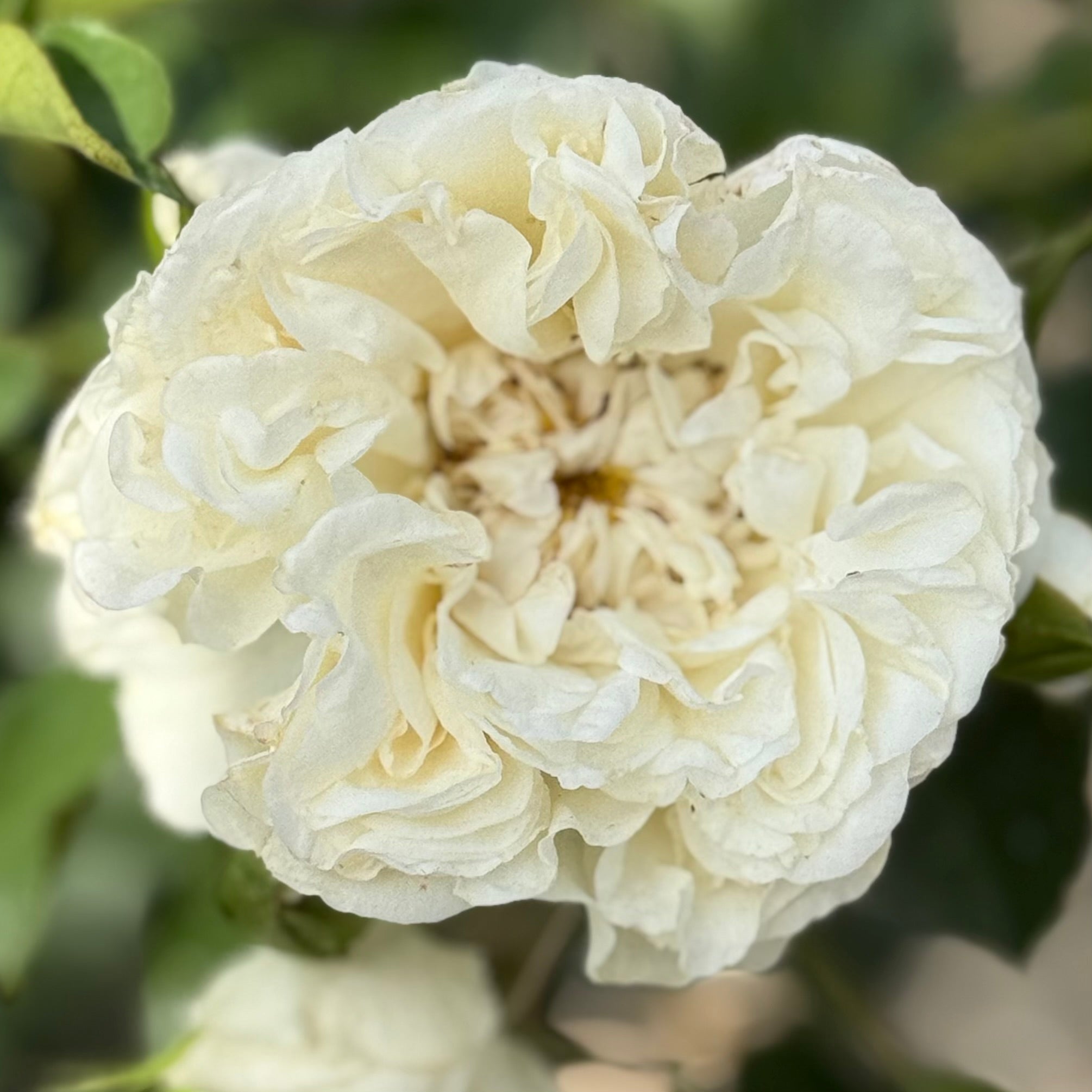 Meidiland® White Potted Rose Bush