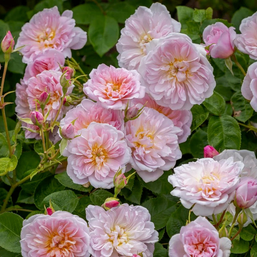 David Austin® Elizabeth® Potted Rose Bush